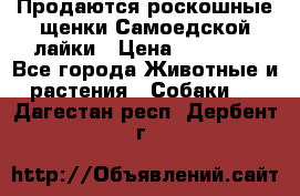 Продаются роскошные щенки Самоедской лайки › Цена ­ 40 000 - Все города Животные и растения » Собаки   . Дагестан респ.,Дербент г.